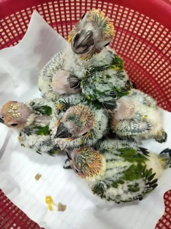 Sun Conure Chicks