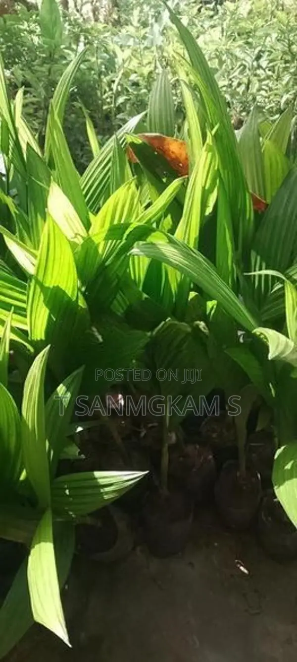 கமுகு கன்றுகள்