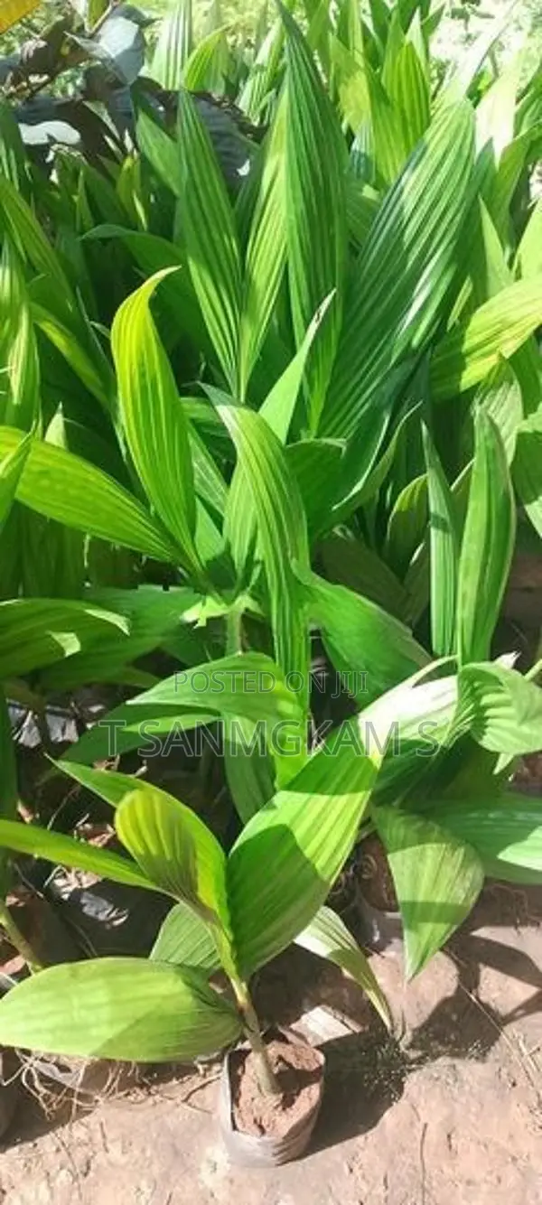 கமுகு கன்றுகள்