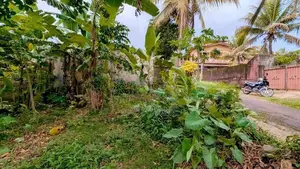 කිරිල්ලවලින් වටිනා ඉඩමක්