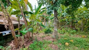 කිරිල්ලවලින් වටිනා ඉඩමක්