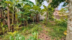 කිරිල්ලවලින් වටිනා ඉඩමක්