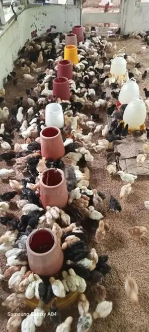 කිකිලි පැටවු