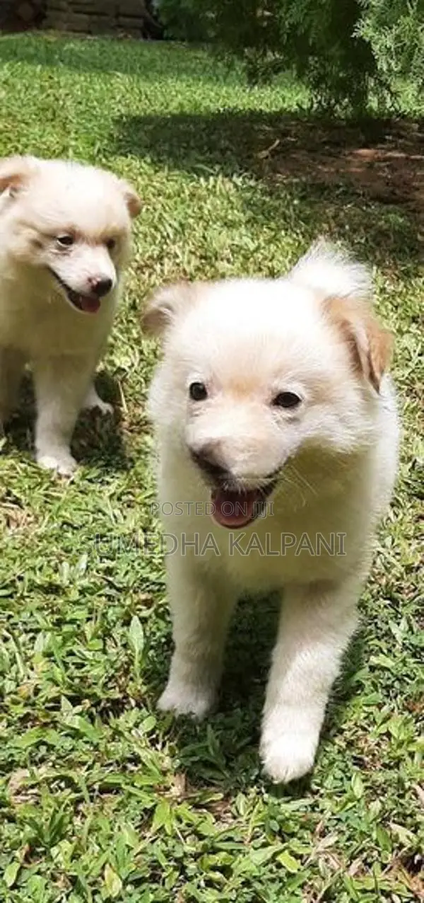 Pomeranian Puppies