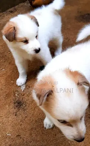 Pomeranian Puppies