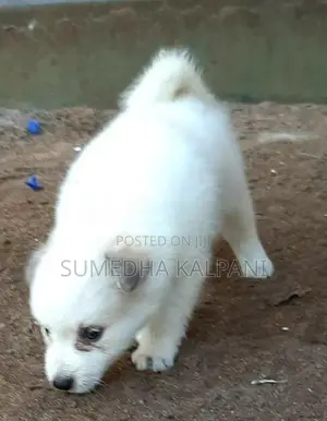 Pomeranian Puppies