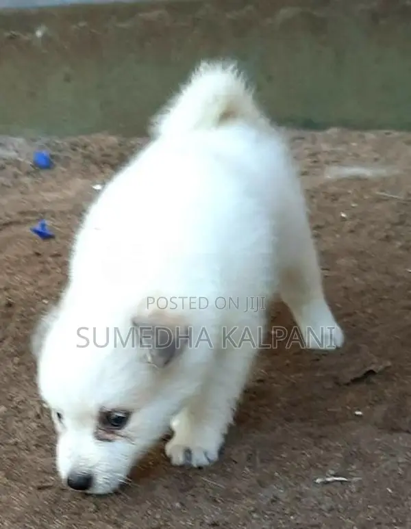 Pomeranian Puppies