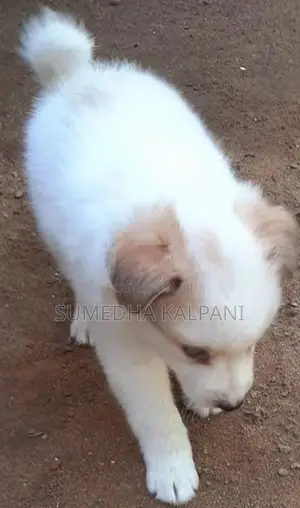 Pomeranian Puppies