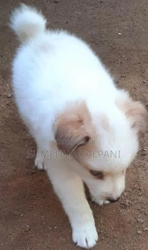 Pomeranian Puppies