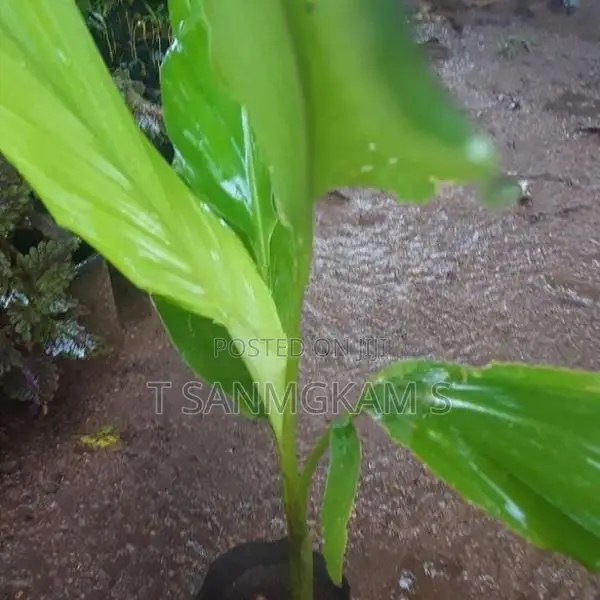 Turmeric Plant