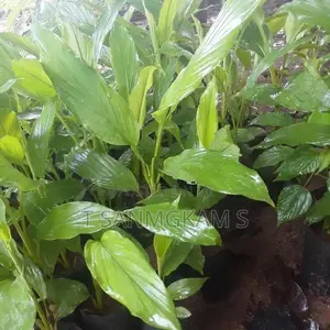 Turmeric Plant