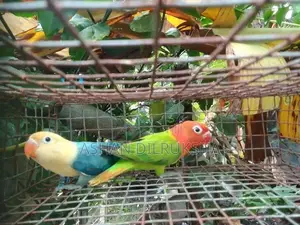 African Birds