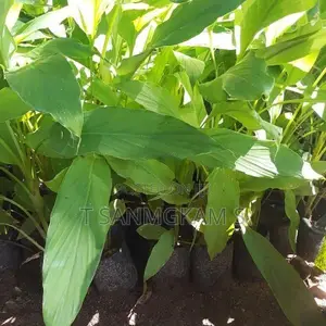 Turmeric Plant