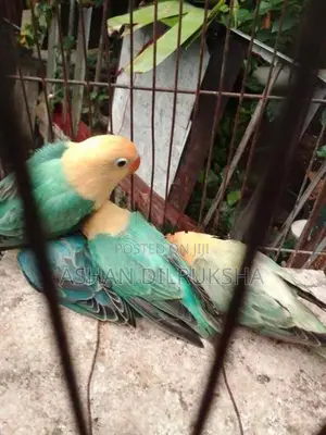 African Birds