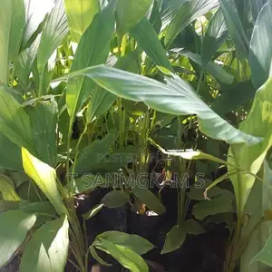 Turmeric Plant