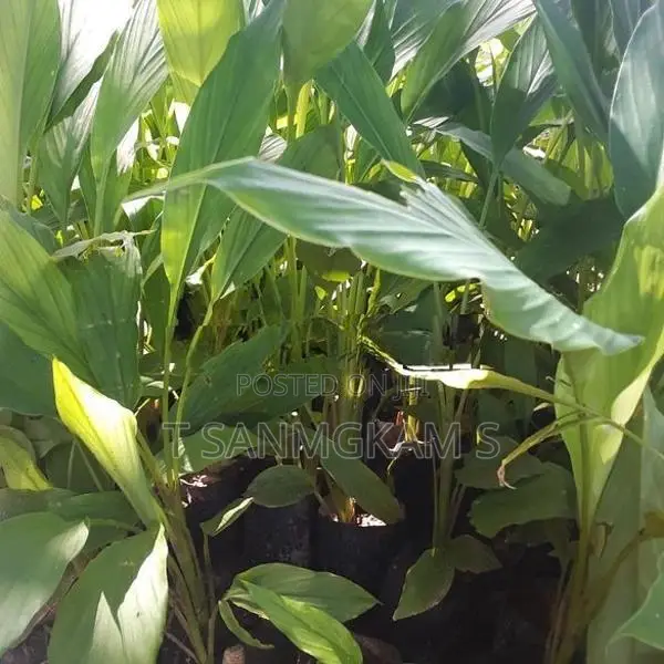 Turmeric Plant