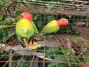African Birds
