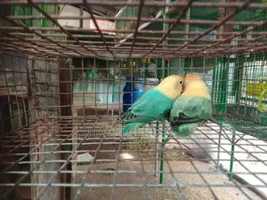 African Birds