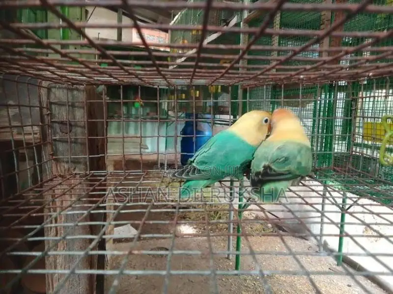 African Birds