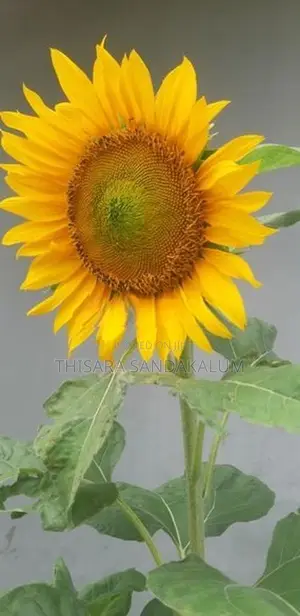 Sunflower Seeds