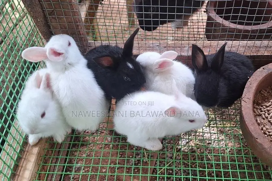 Rabbits