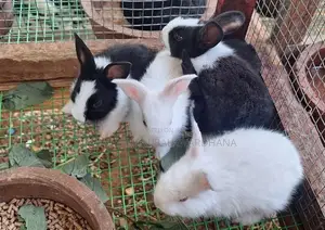 Rabbits