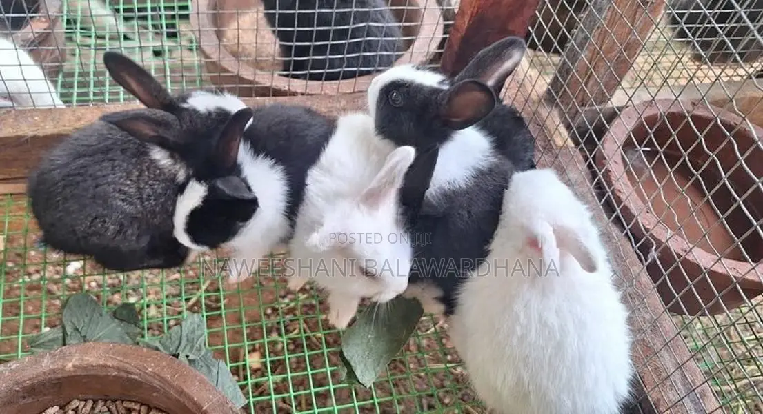 Rabbits