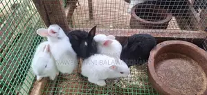 Rabbits
