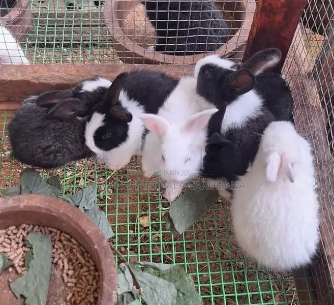 Rabbits