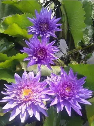 King of Siam Waterlily