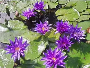 King of Siam Waterlily