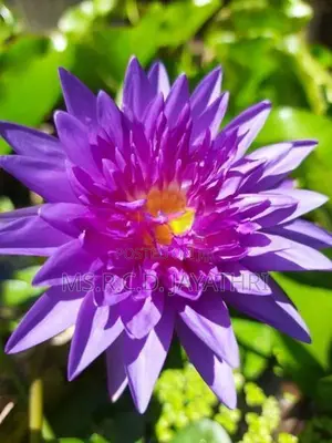 King of Siam Waterlily