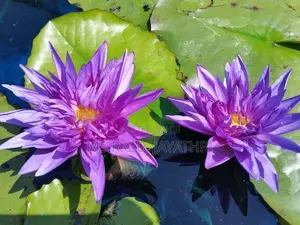 King of Siam Waterlily