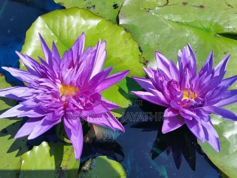 King of Siam Waterlily