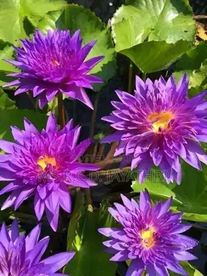 King of Siam Waterlily