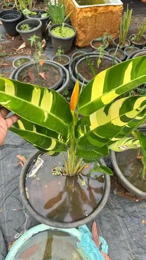Variegated Heliconia