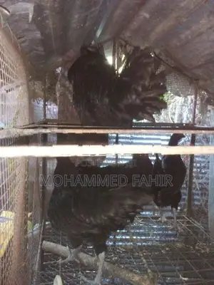 Karunkoli
