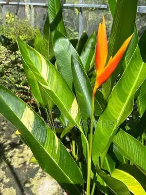 Variegated Heliconia