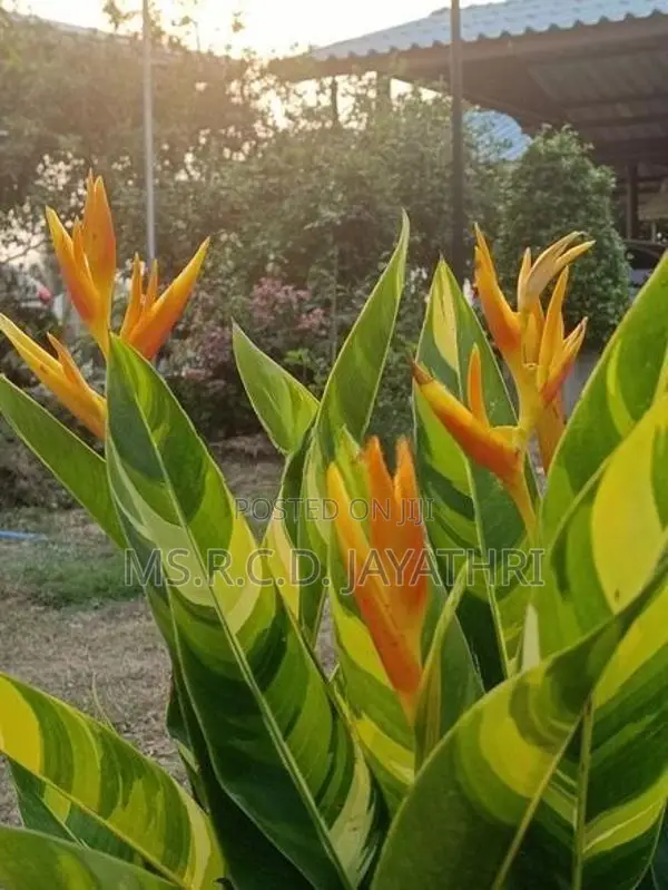 Variegated Heliconia