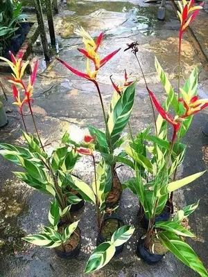 Variegated Heliconia