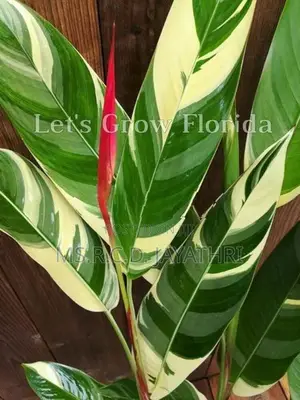 Variegated Heliconia