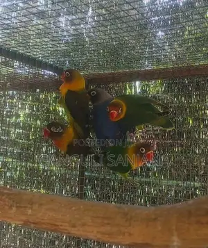 African love birds