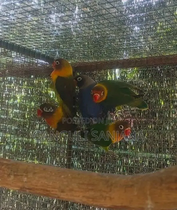 African love birds