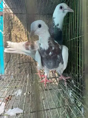 Pigeon