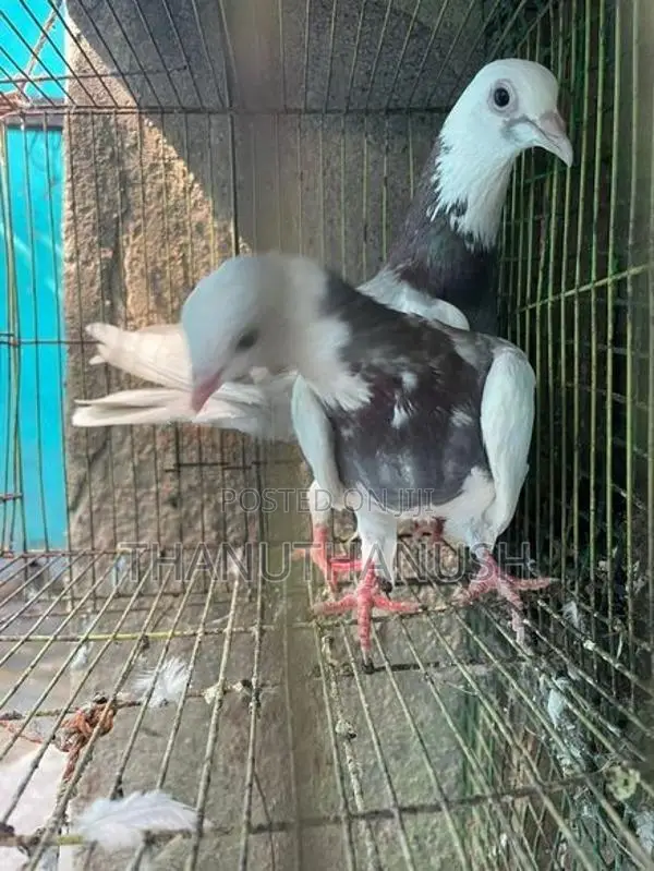 Pigeon