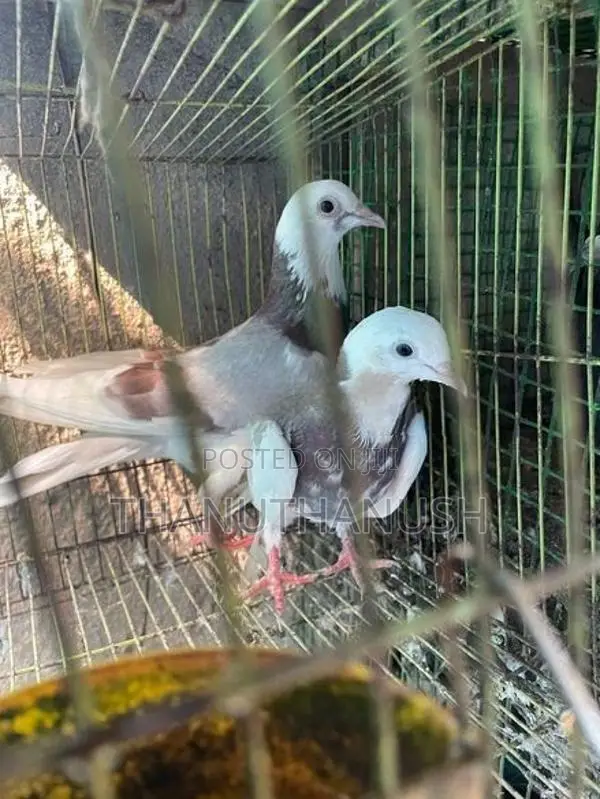 Pigeon