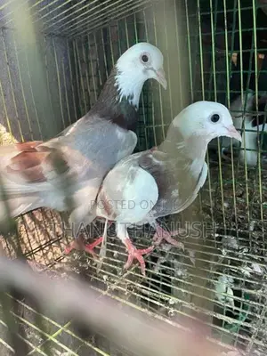 Pigeon