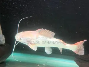 Red Tail Catfish