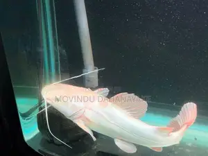 Red Tail Catfish