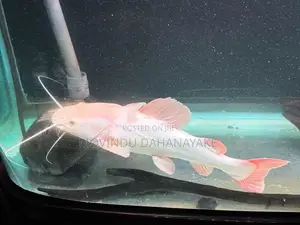 Red Tail Catfish